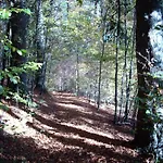 Marchal 3*